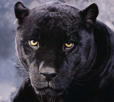 Majestic Black Panther with Intense Gaze