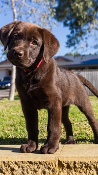 Cachorrinho preto de chocolate fofo em pé na grama