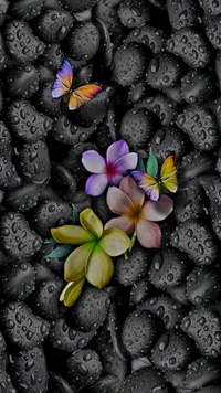 noir, papillons, gouttes, fleurs, pluie