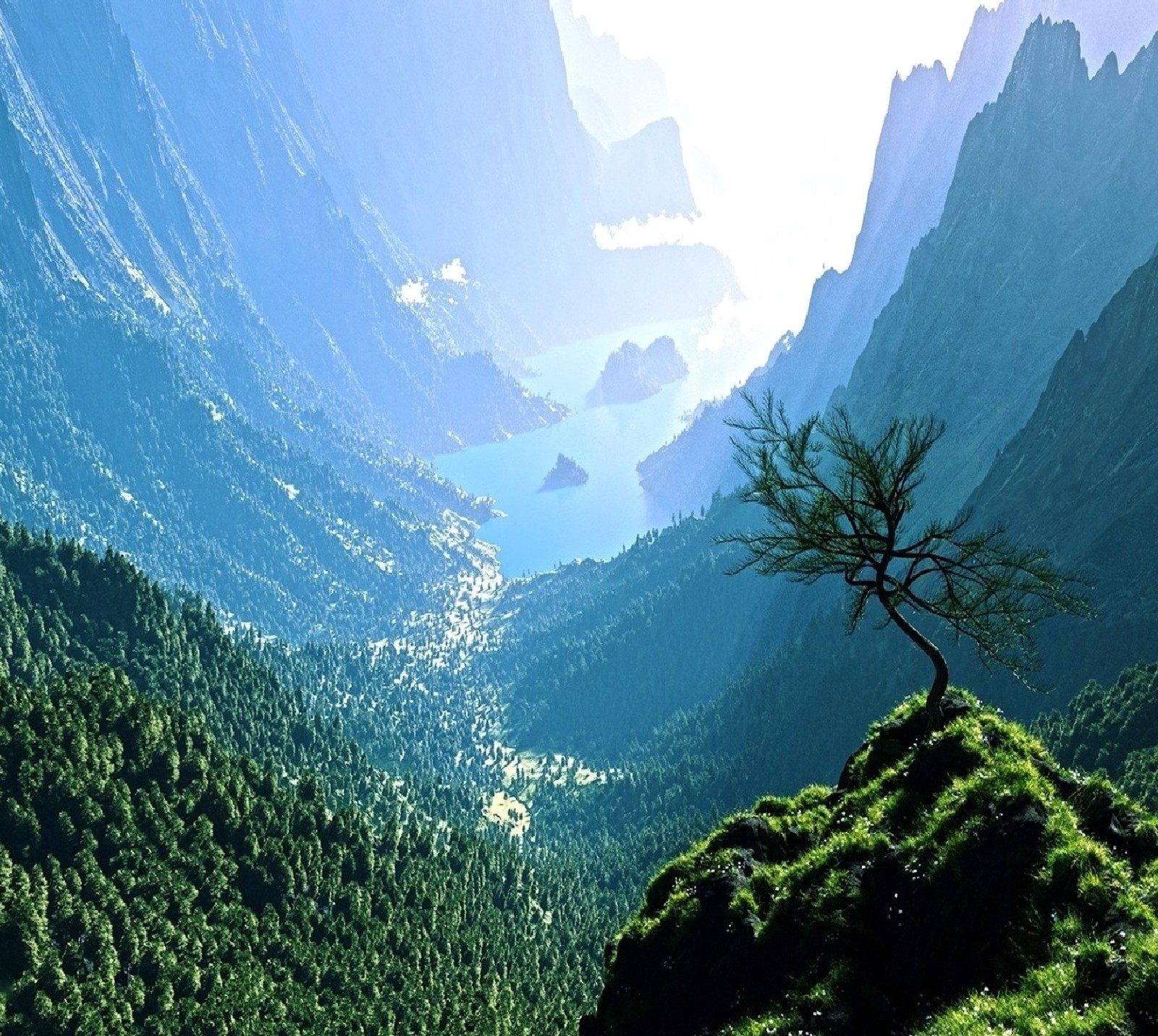 There is a lone tree on a mountain top with a lake in the background (nature)