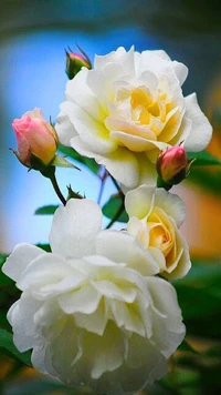 flowers, roses wallpaper