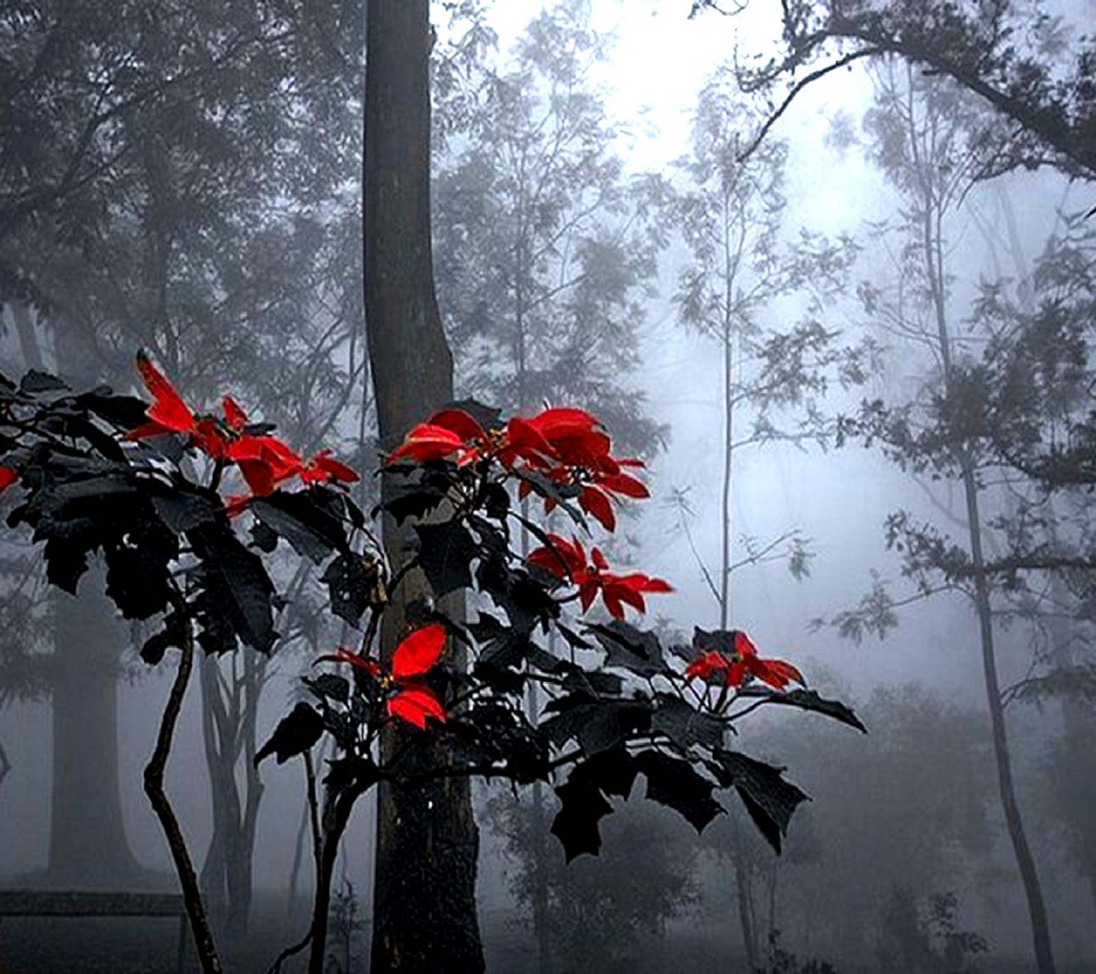 Uma pequena planta com flores vermelhas crescendo na neblina. (natureza)