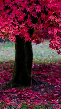 plant, red wallpaper