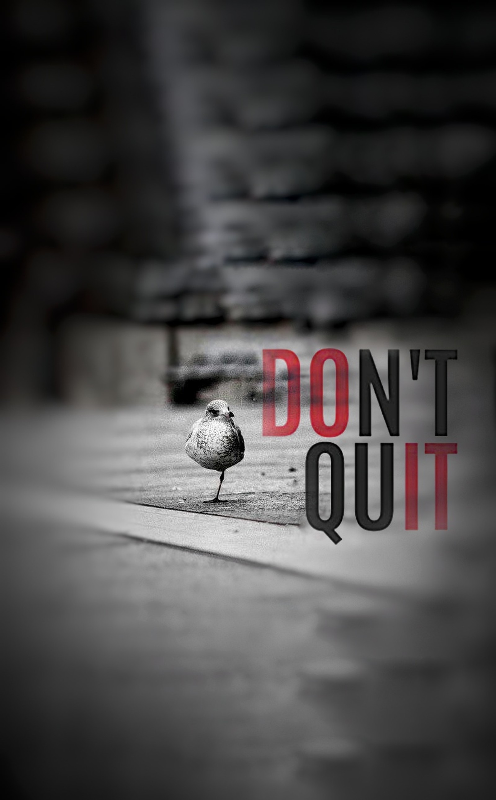 bird, challenges, donotquit, inspiration, life Download Wallpaper