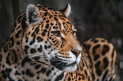 Gros plan d'un jaguar majestueux au zoo d'Amsterdam