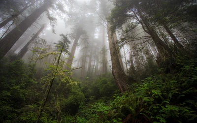 Bosque brumoso: Tranquilo desierto de altos árboles y vegetación exuberante