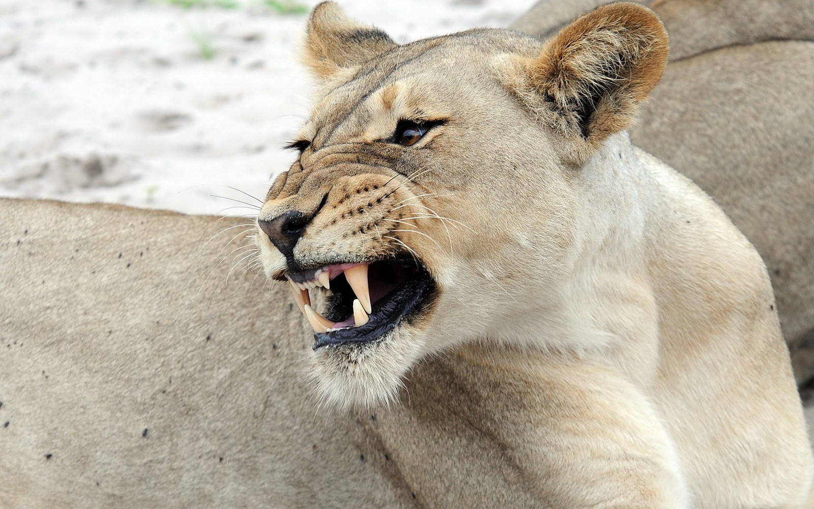 Ein löwe steht neben einem anderen löwen (leopard, landsäugetier, fell, brüllen, tier)