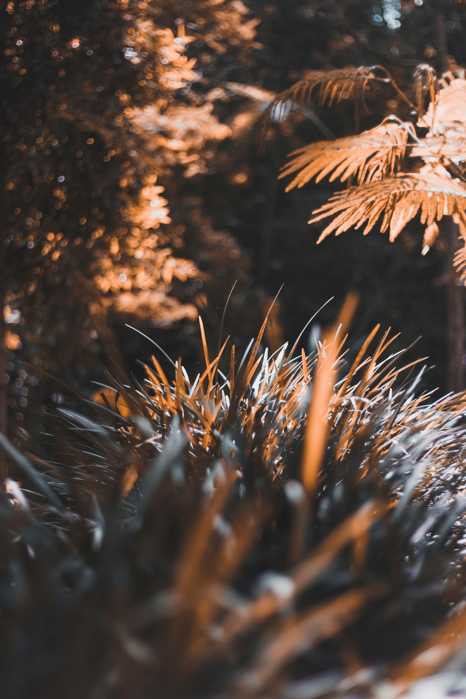 There is a man riding a skateboard on a sidewalk (tree, leaf, plant, sunlight, nature)