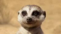 Meerkat Portrait: Whiskered Character in Desert Setting