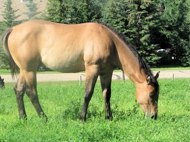 Лошадь ест траву на поле (лошадь, кобыла, мустанг, mustang, жеребец)