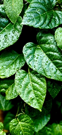 Primer plano de hojas verdes cubiertas de rocío que destacan la humedad y la salud de las plantas