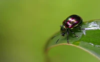 Besouro de folha colorido vibrante em uma folha verde