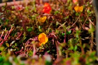 Fleurs sauvages vibrantes au milieu de la verdure luxuriante dans le sol printanier