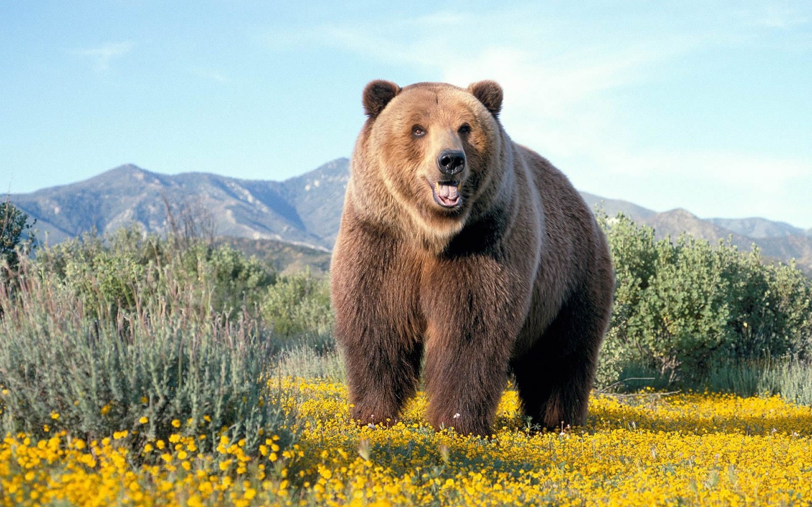 Un grand ours brun se tient dans un champ de fleurs jaunes (ours grizzly, ours polaire, ours, ours brun, animal terrestre)