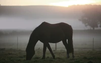 Brouillard du matin avec un étalon mustang en train de paître