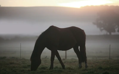 Nevoeiro matinal com um garanhão mustang pastando