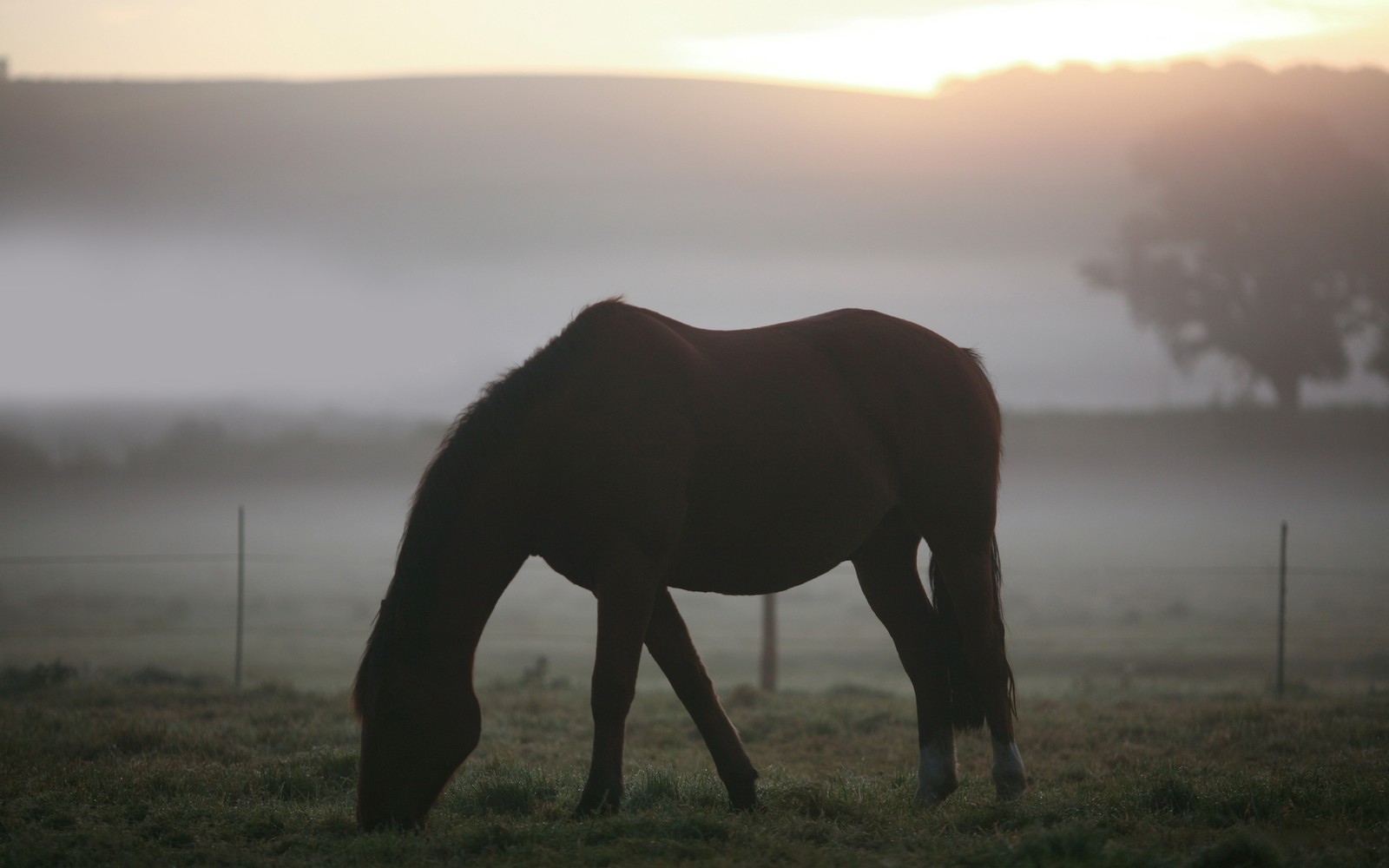 morning, mane, stallion, mustang horse, ecosystem wallpaper