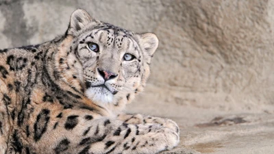 Leopardo das neves majestoso relaxando em seu habitat