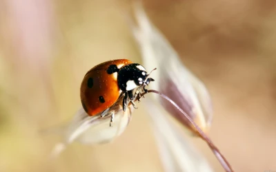 Photographie macro d'une coccinelle perchée sur une tige de plante délicate, mettant en valeur sa coloration orange et noire vive.