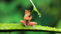 Grenouille arboricole se protégeant sous une feuille sous la pluie