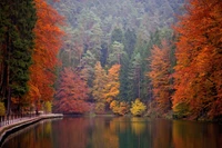 park, nature reserve, nature, reflection, leaf