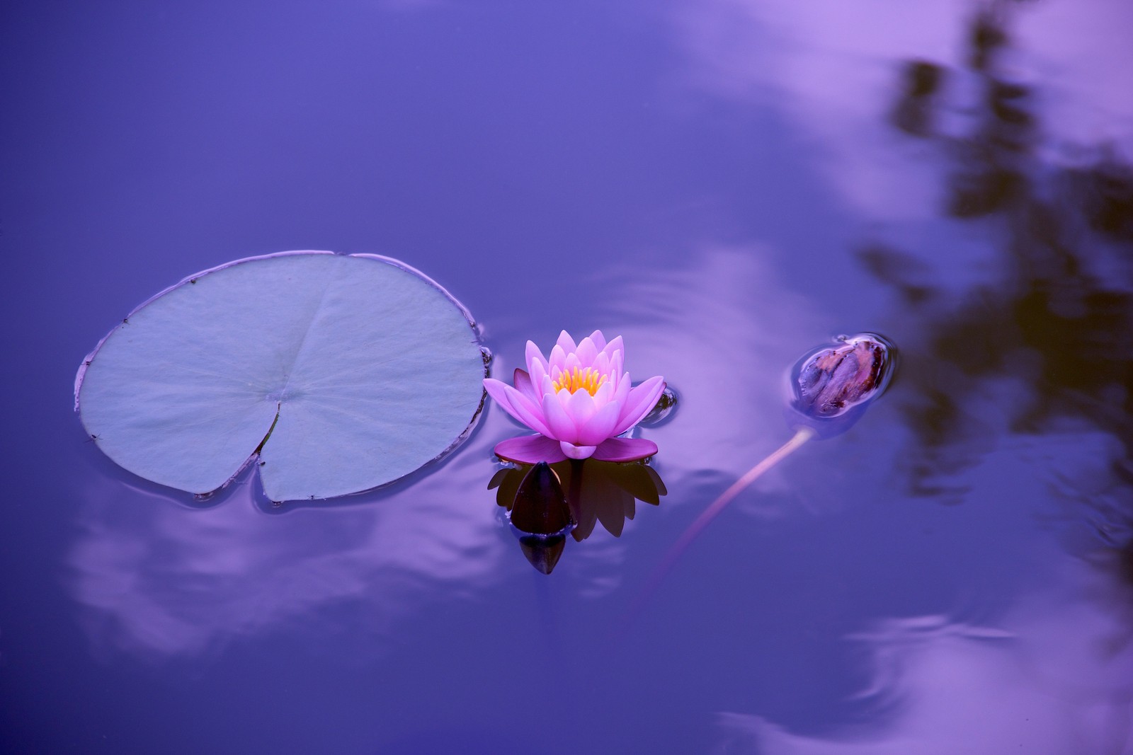 Il y a une fleur rose flottant dans un étang avec un poisson (méditation, bleu, fleur, violet, réflexion)