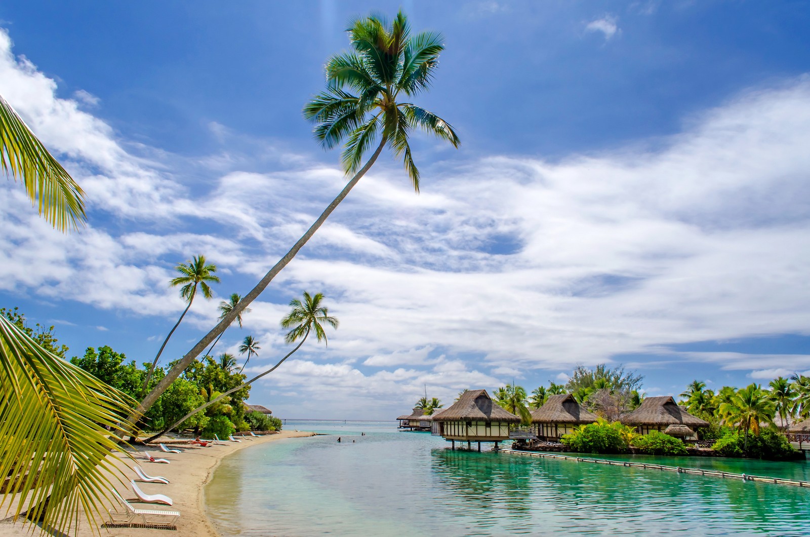 A view of a beach with a palm tree and a hut on the shore (sea, beach, tropics, tree, vegetation)