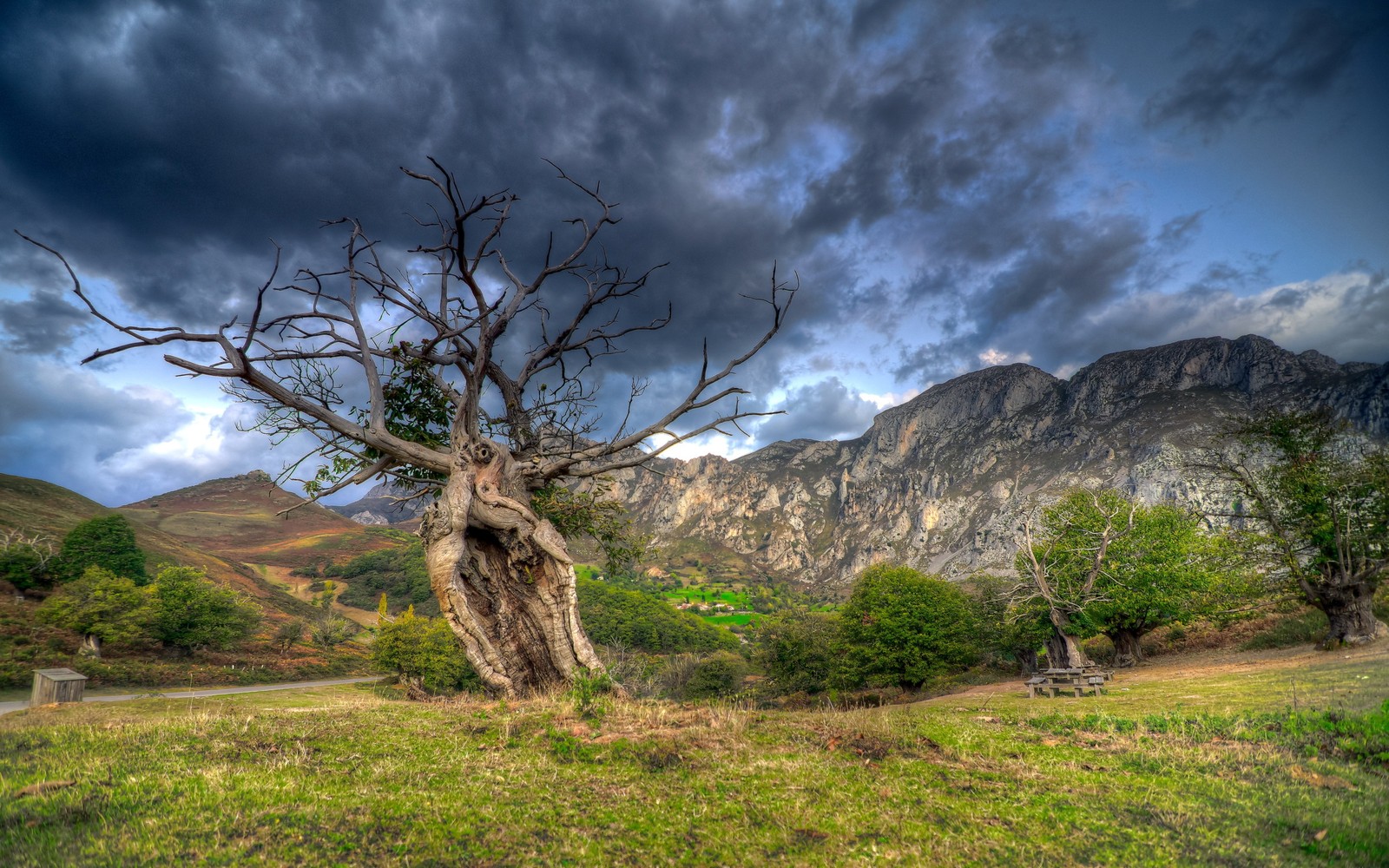 Árvore em um campo com uma montanha ao fundo (montanha, árvore, vegetação, nuvem, wild)