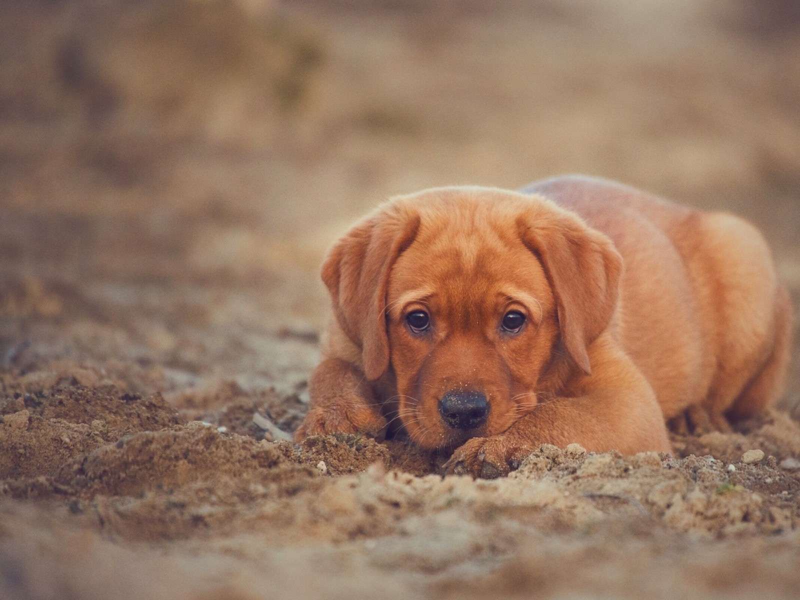 There is a brown dog laying on the ground in the dirt (labrador retriever, puppy, poodle, dog breed, broholmer)