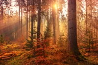 fall, sunlight, forest, autumn, nature