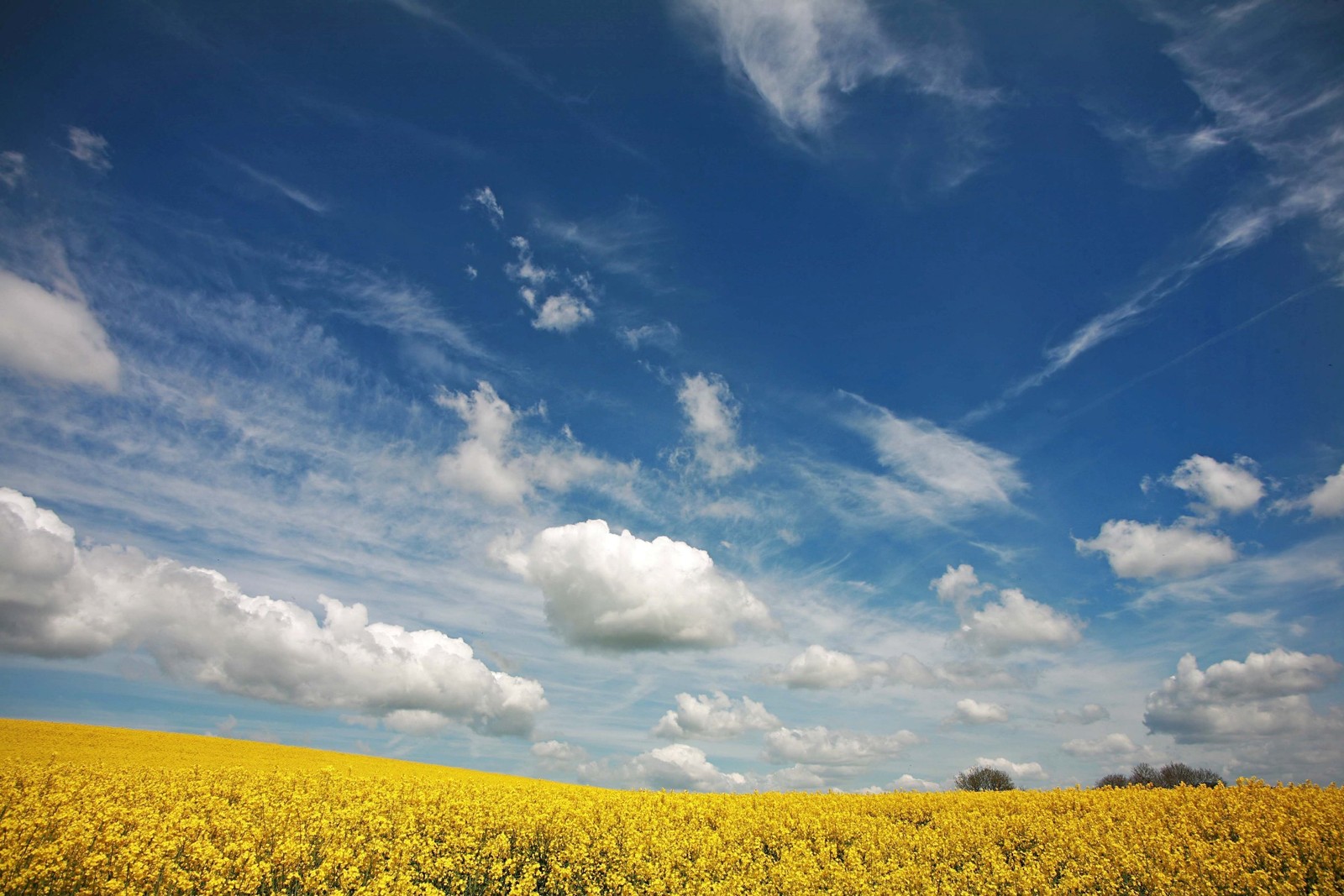 Campo de flores amarelas sob um céu azul com nuvens (colza, campo, nuvem, mídias sociais, ecossistema)