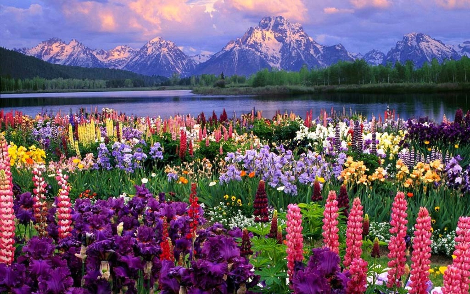 Un primer plano de un campo de flores cerca de un lago (mount moran, grand teton, parque nacional, naturaleza, flor)