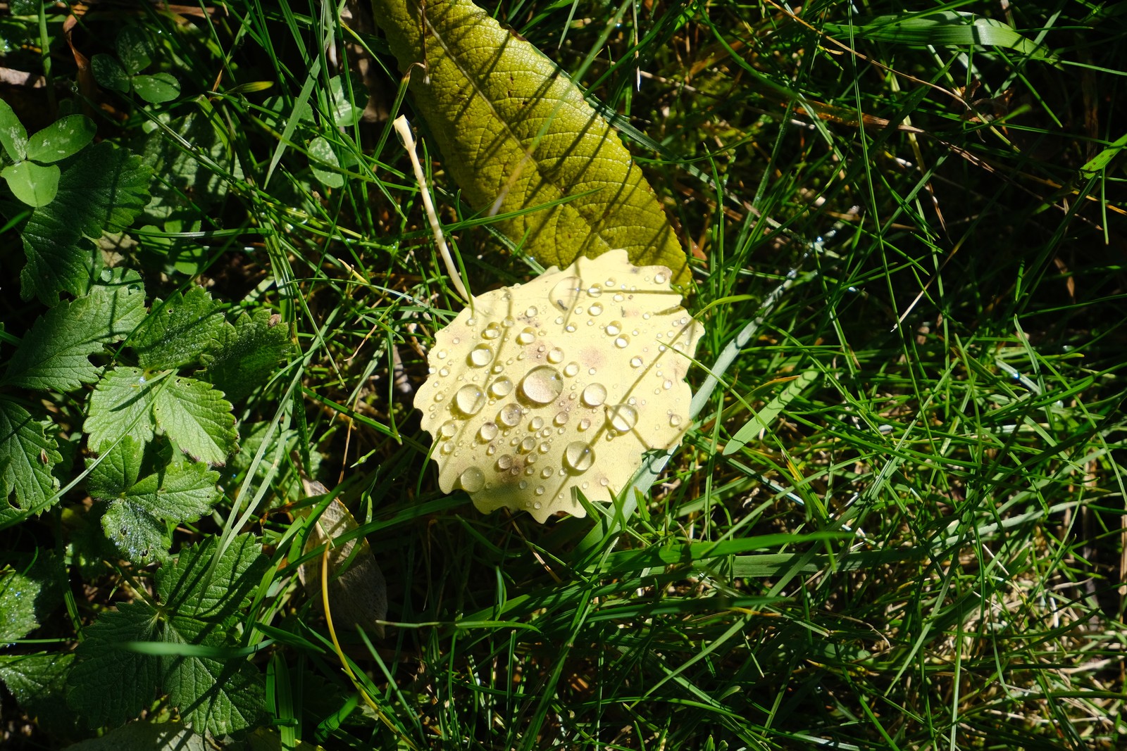 Close de uma folha amarela com gotas d'água sobre ela (flora, cogumelo, flor, planta, planta terrestre)