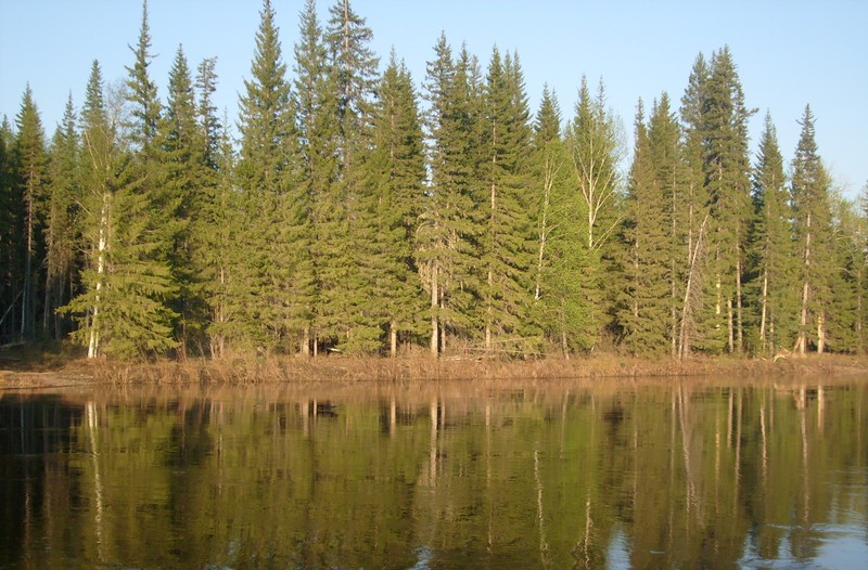 Деревья отражаются в воде озера с лодкой (отражение, лиственница, ель, дерево, дикая природа)