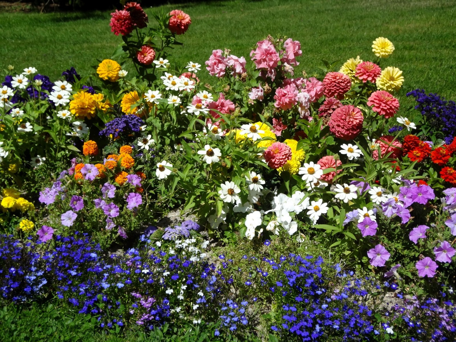 Flores de colores brillantes en un parterre en un parque (petunia, planta floreciendo, jardín, primavera, planta anual)