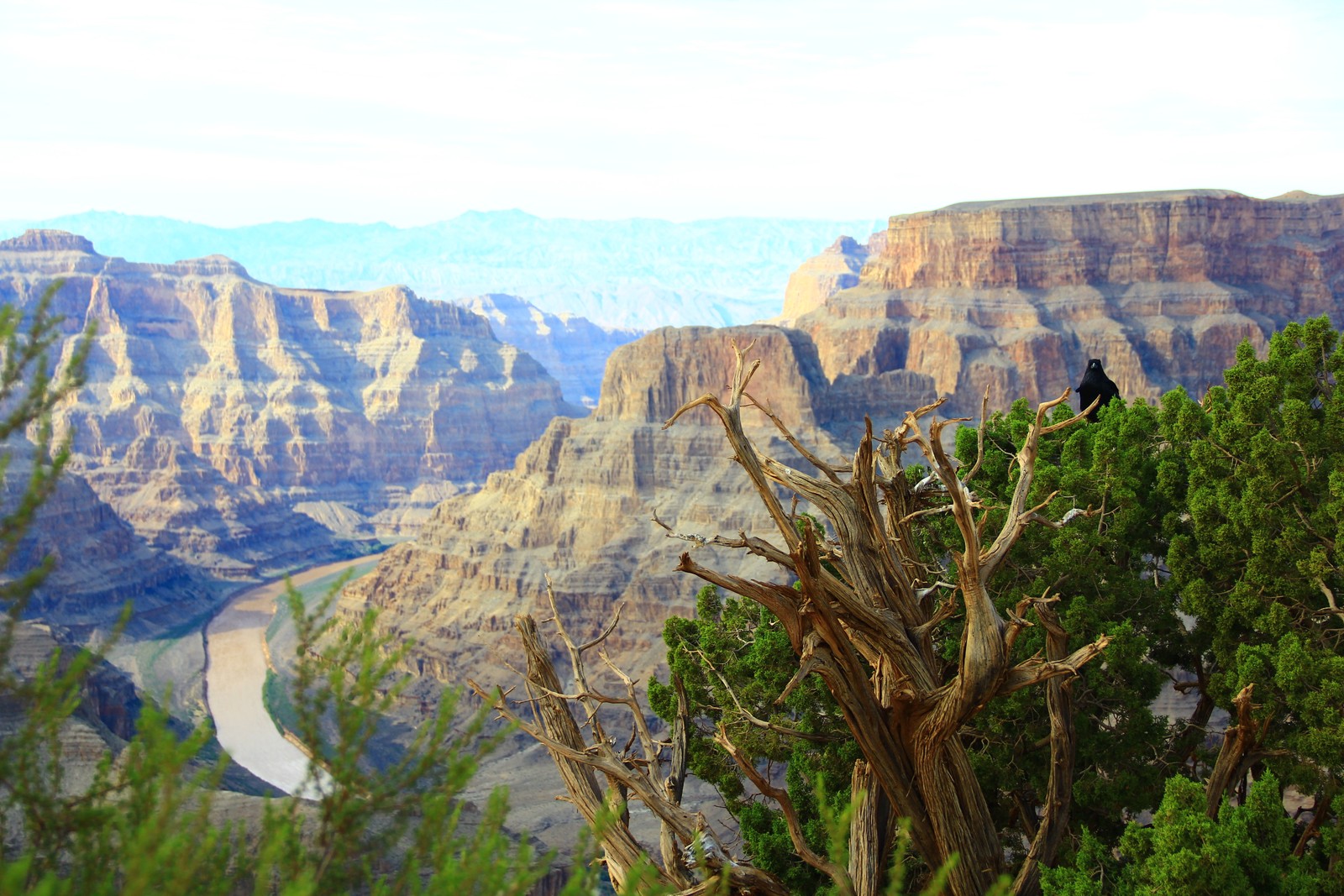 Il y a un oiseau perché sur un arbre au milieu d'un canyon (sauvage, badlands, canyon, formation, escarpement)