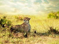 Cheetah Resting in Savanna Grassland Under a Dramatic Sky