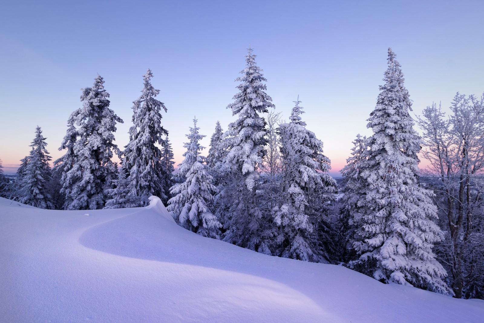 Des arbres enneigés au premier plan d'une montagne avec un coucher de soleil en arrière-plan (hiver, neige, pins, soir, froid)