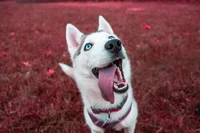 siberian husky, puppy, husky, dog, canidae wallpaper