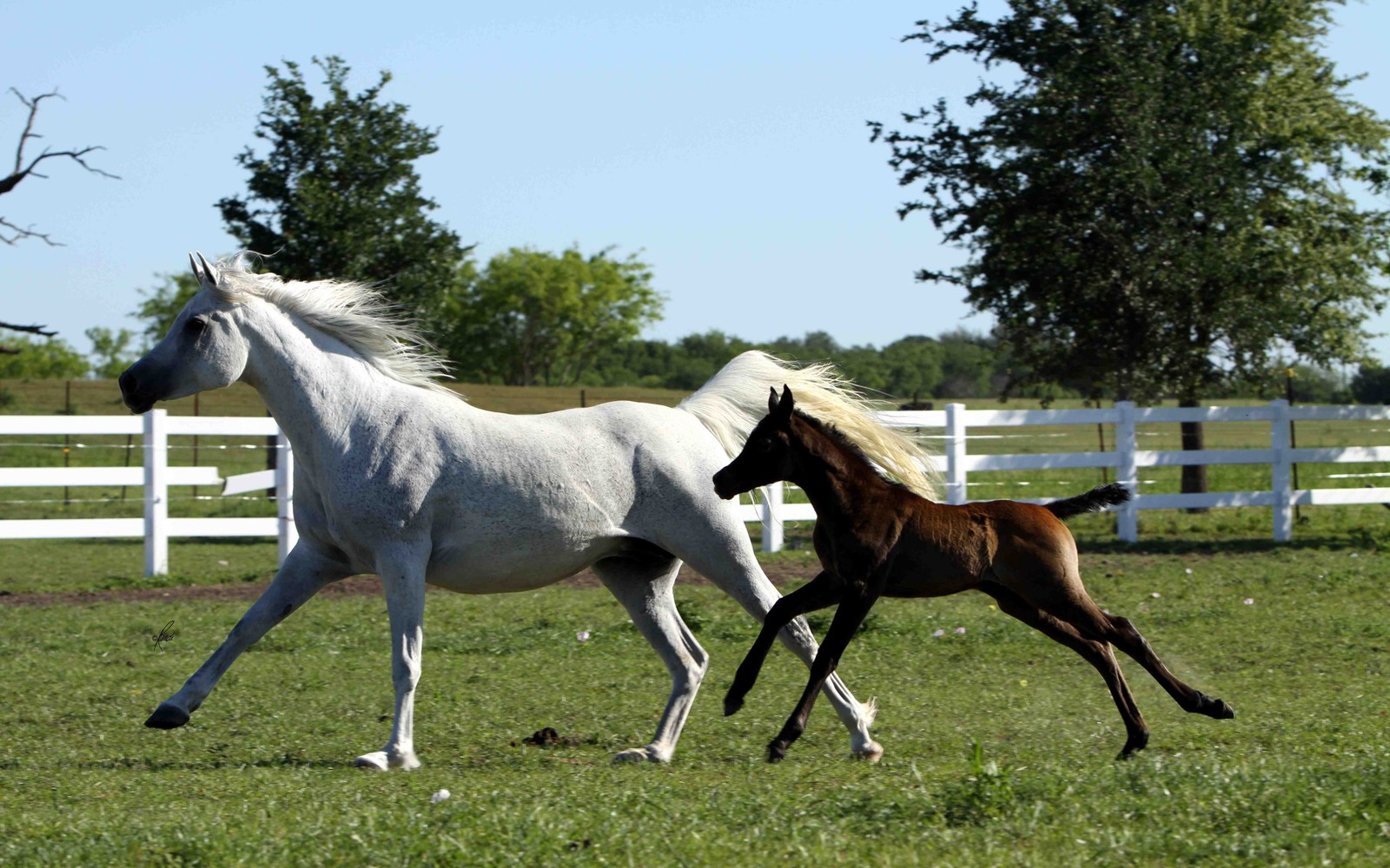 Des chevaux courant dans un champ avec une clôture blanche en arrière-plan (étalon, mustang, jument, poulain, colt)