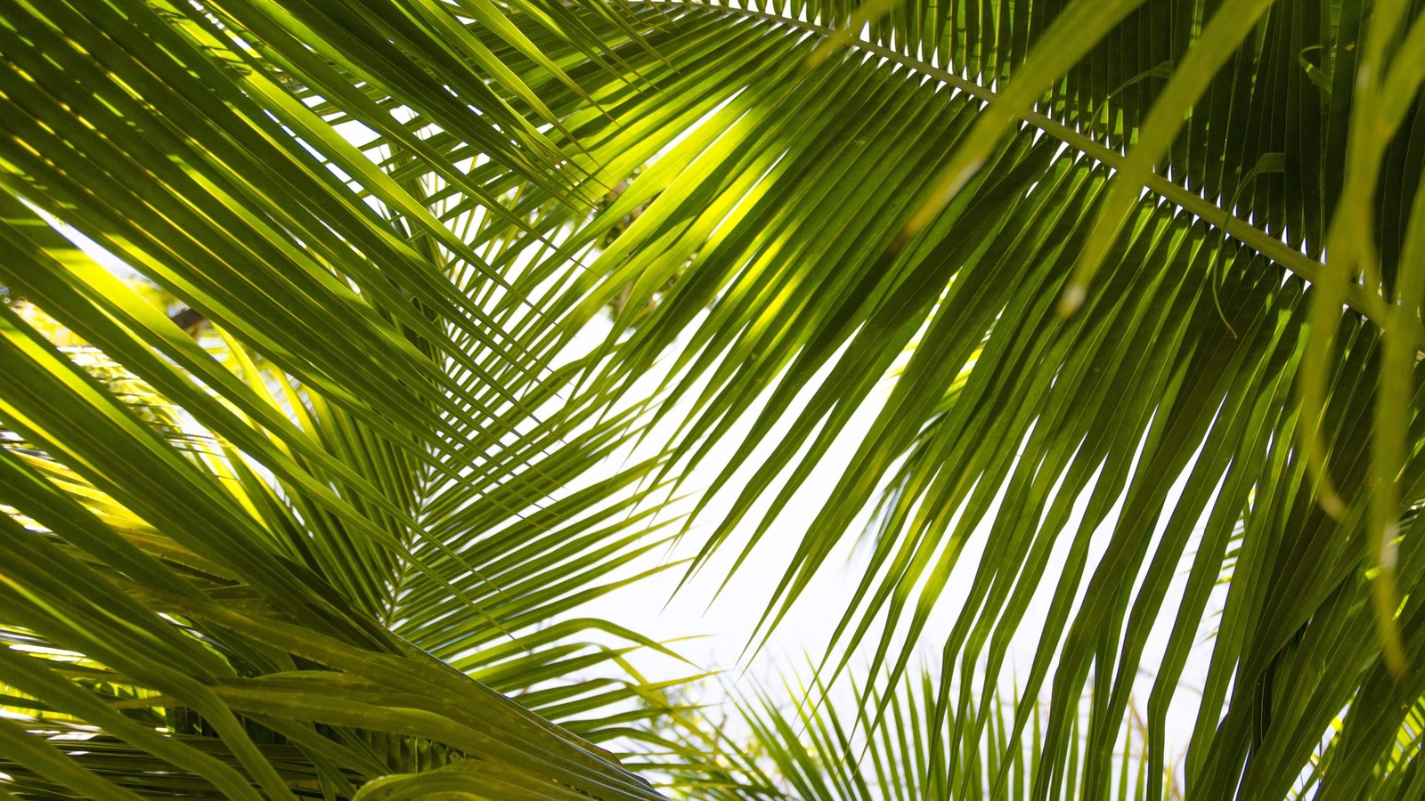 Un primer plano de una palmera con un sol brillante brillando a través de las hojas (vegetación, árbol, hoja, árbol de palma, selva)