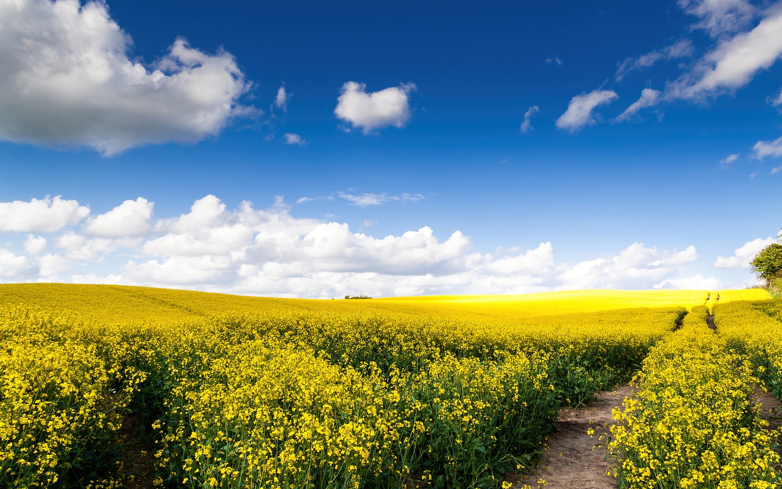 Вид на поле с желтыми цветами и тропинкой к нему (rape fields, желтые цветы, пейзаж, белые облака, синее небо)