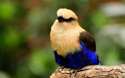 Pássaro vibrante azul e dourado pousado em um galho