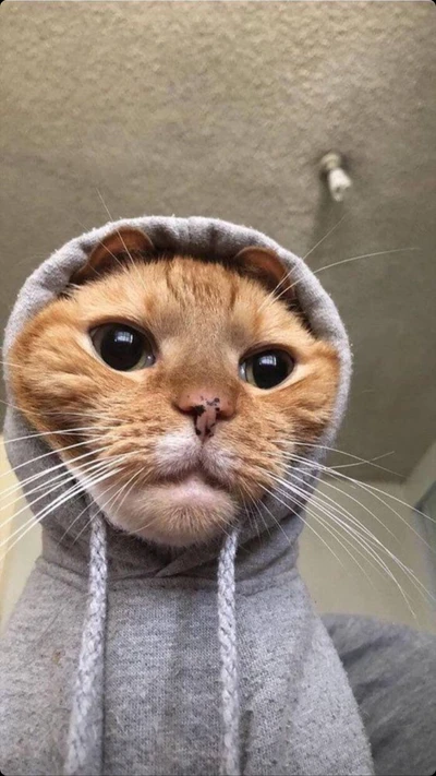 Gato adorable con sudadera