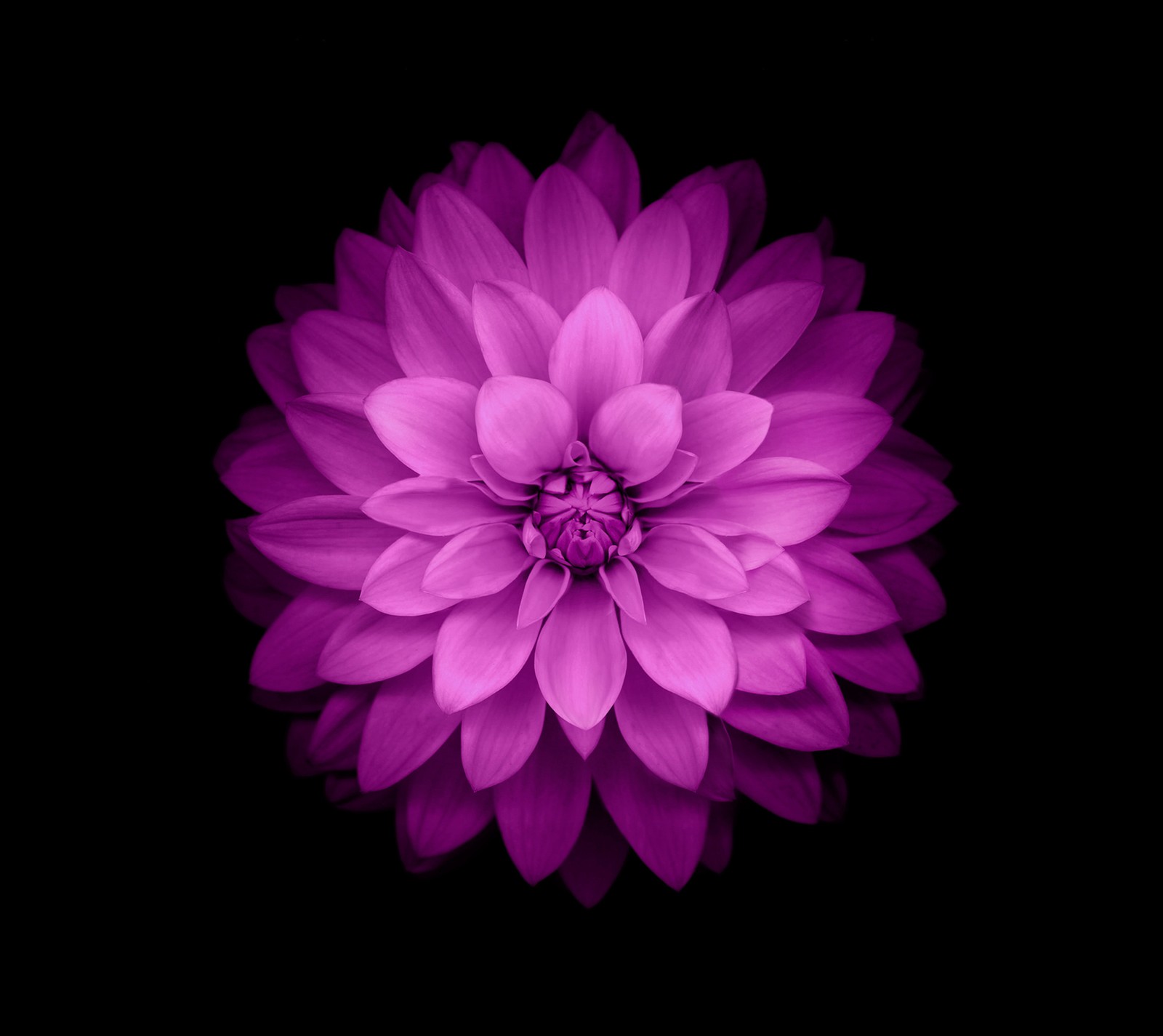 Purple flower on black background with no one in it (flower, hd, iphone6, wall)