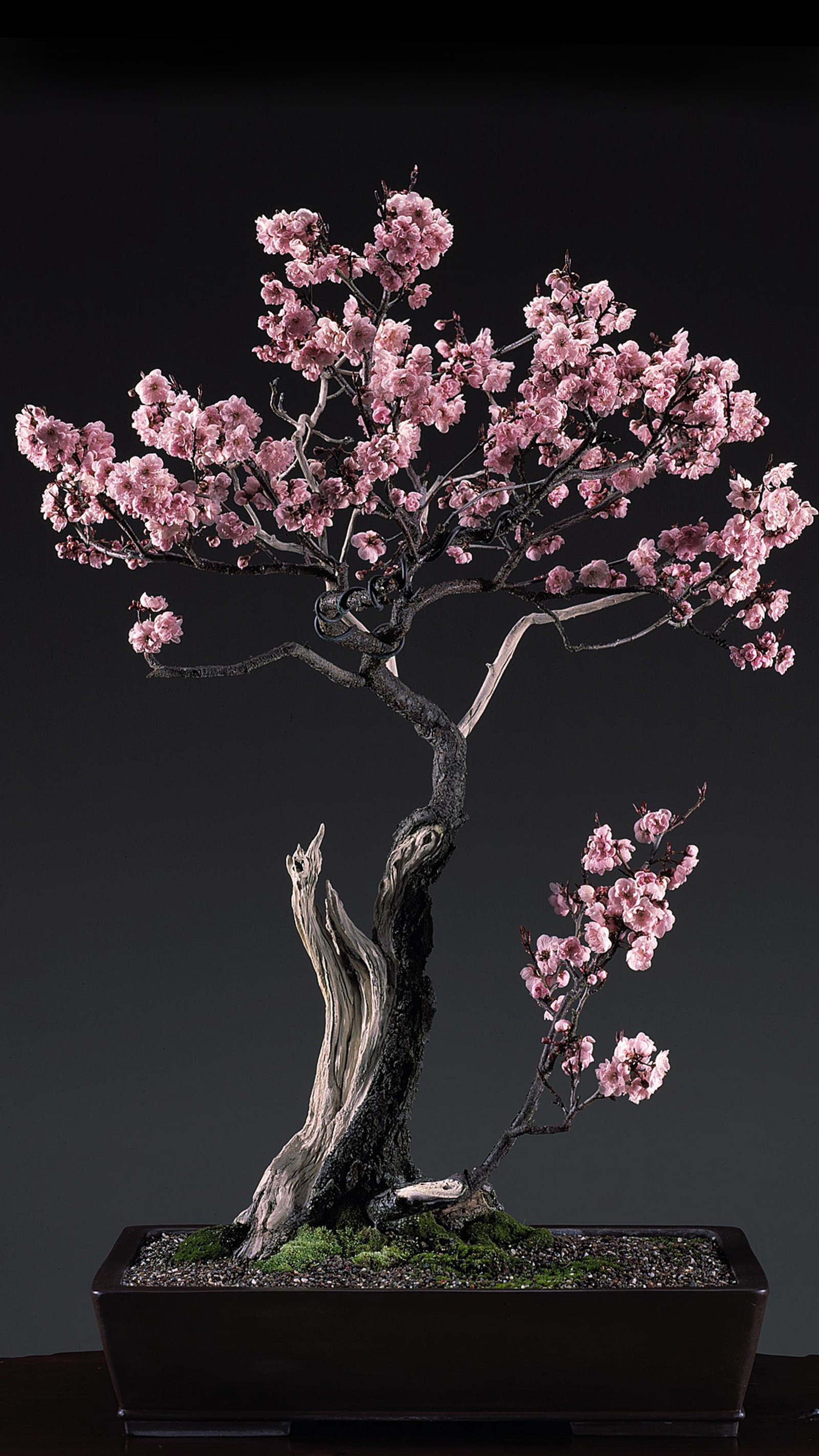 Arafed bonsai tree with pink flowers in a black pot (black, bonsai, flower, pink, tree)