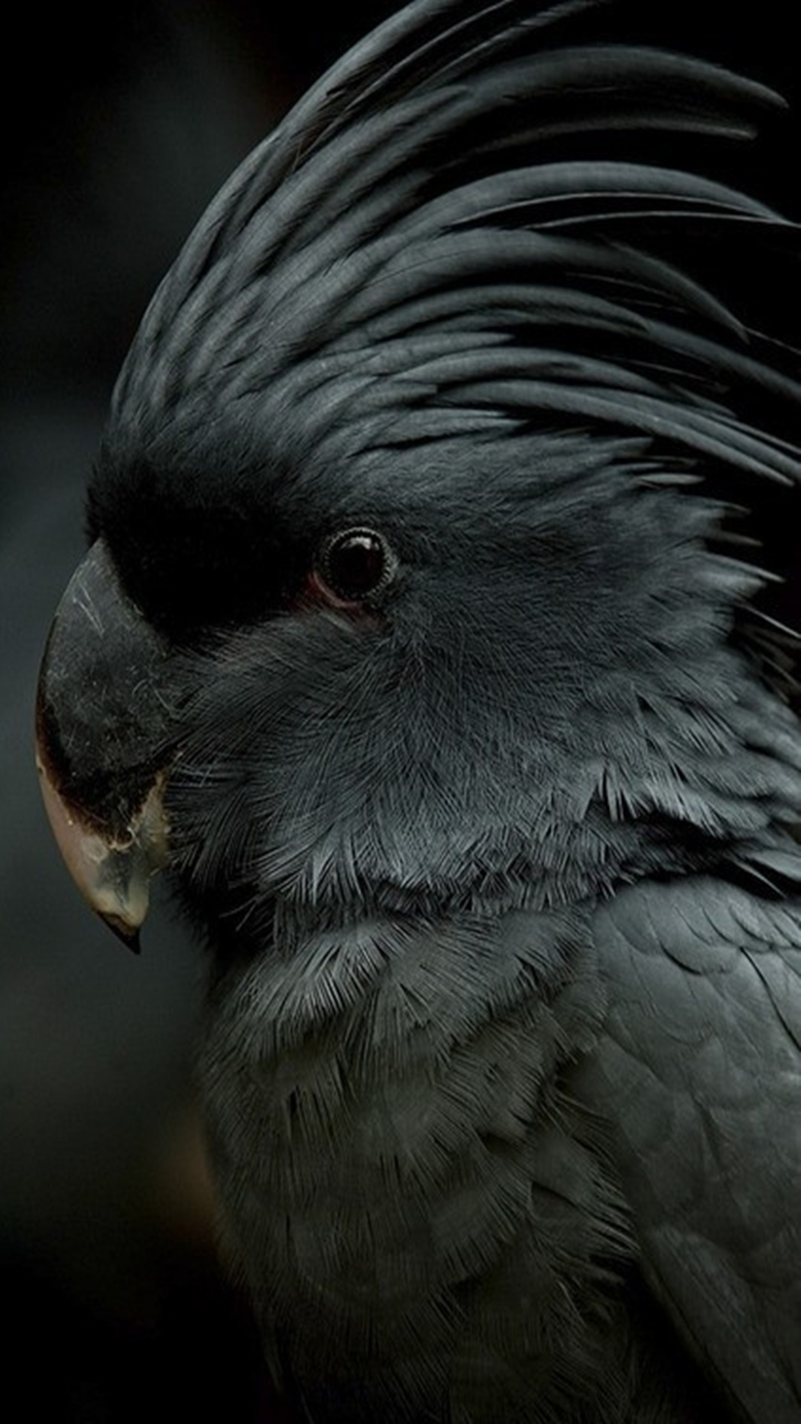 There is a black and gray bird with a black beak (black, parrot)