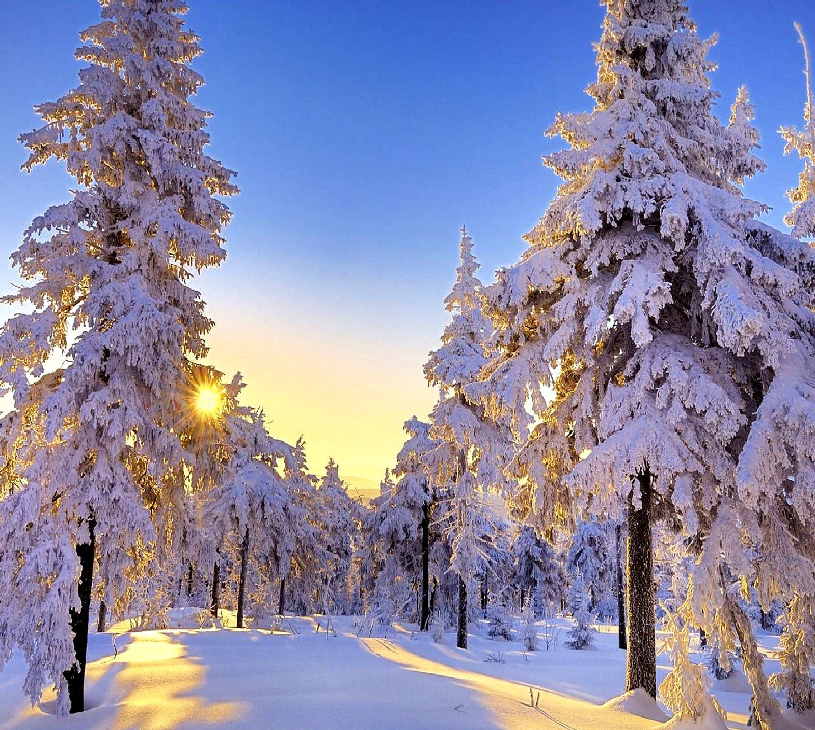 Snowy trees in a forest with the sun shining through the snow (winter)