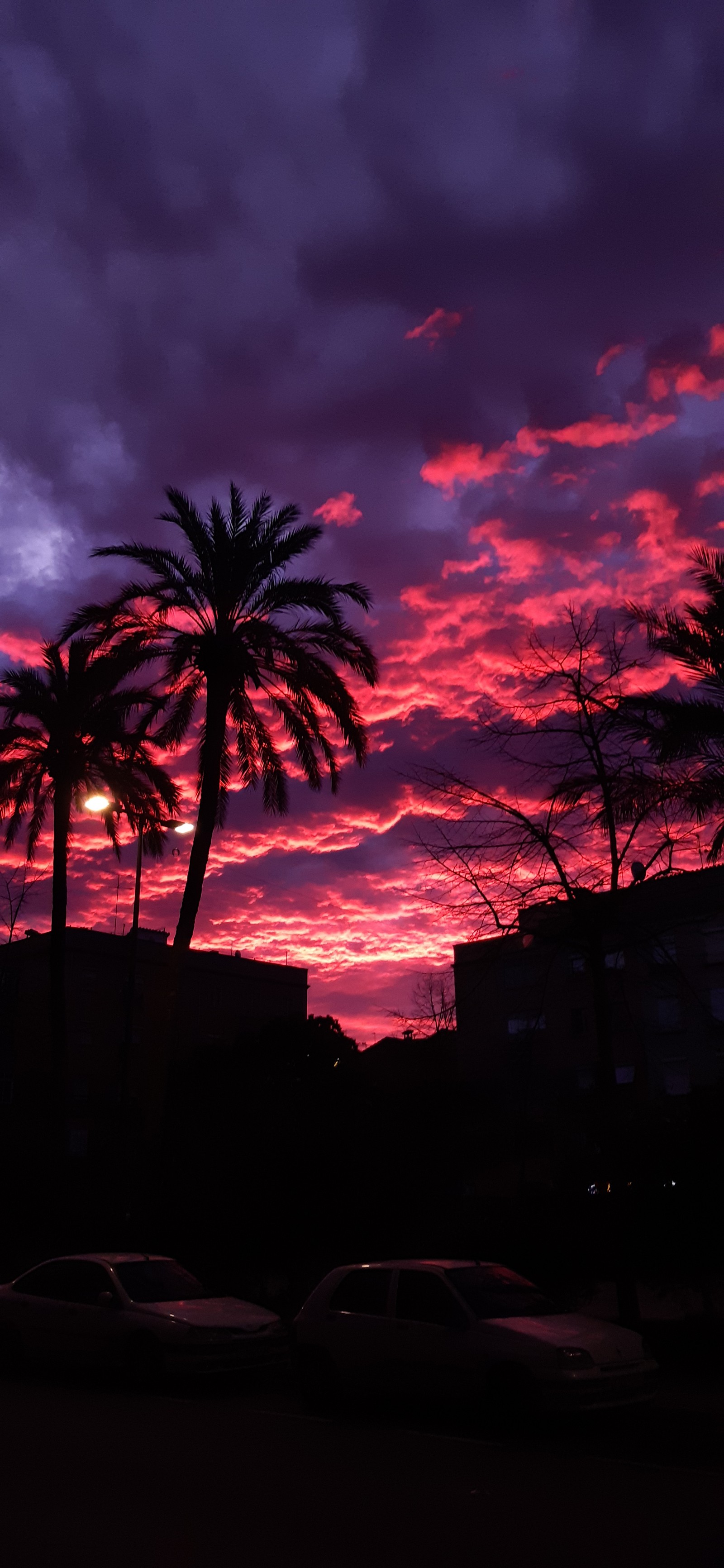 Coucher de soleil violet et rouge avec des palmiers et des bâtiments en arrière-plan (nuages, couleur)