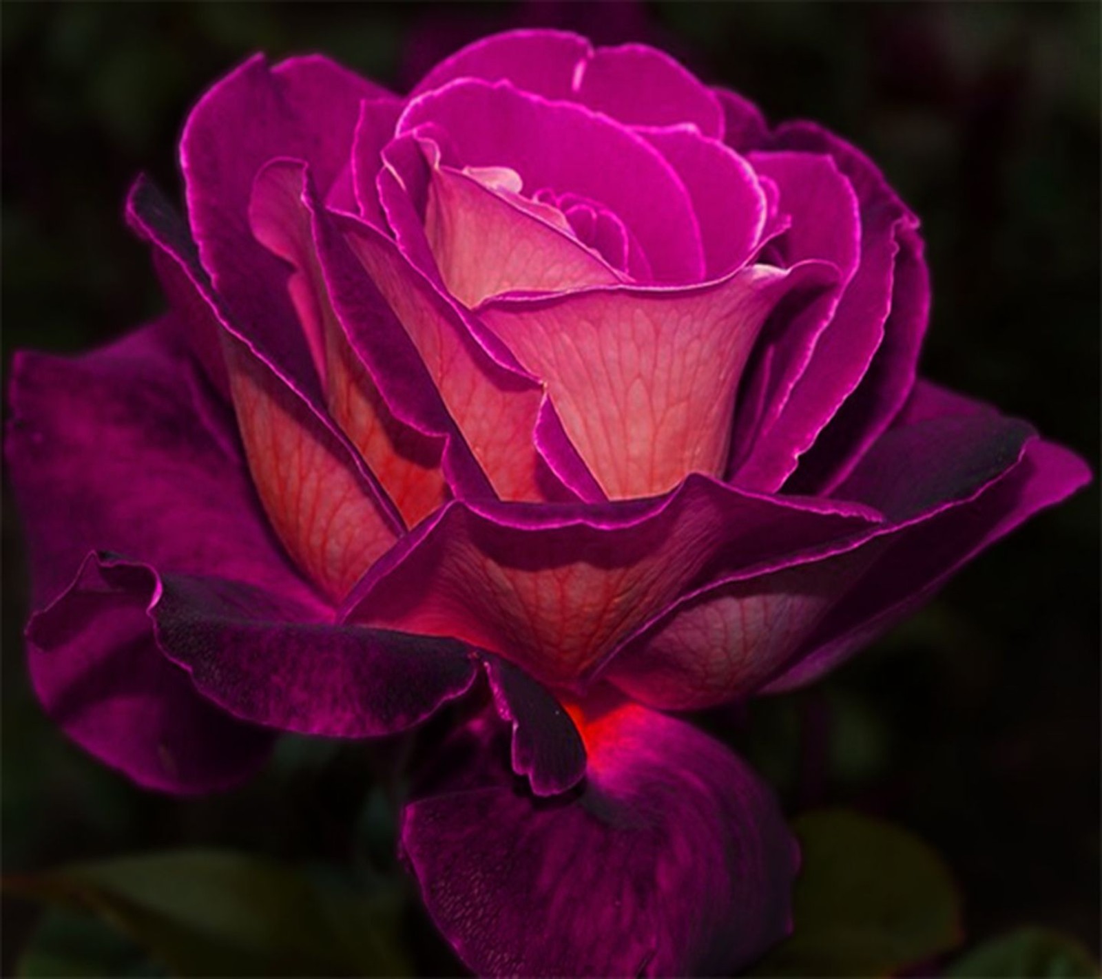 Rose violette avec un centre rose sur un fond sombre (art, beau, design, fleur, hd)